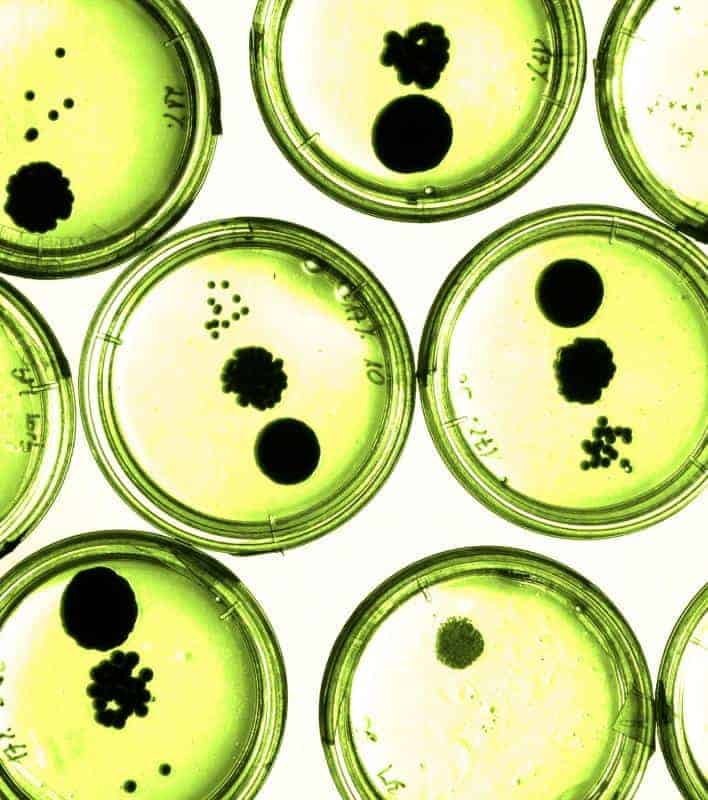 Resultado de análise microbiológica de água — coliformes